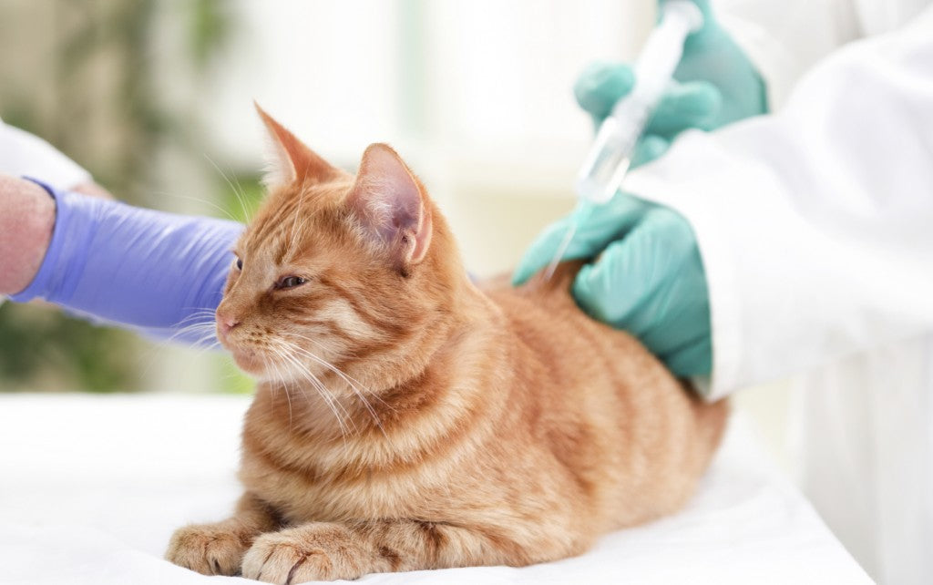 Iodine Doses for Vet Clinics